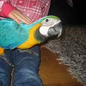 gдома,  поднятые и зарегистрирован синих и золотых попугаи ара для прод