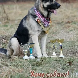 Элитный щенок восточно-европейской овчарки от Чемпионов РФ 