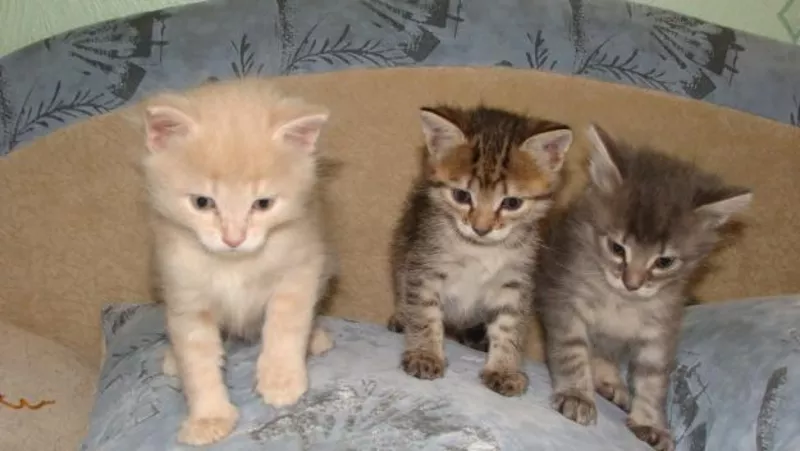 Котята в дар Два котика,  серый и персиковый окрас